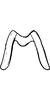 Connective on Anufrievia forcipiformis Yang & Zhang, 2018: Connective. (Observation).
