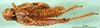 CollectionObject 1479067; a3a32a02-3b95-4004-a591-98a6236dff6b: male, ventral view (lectotype). (CollectionObject).