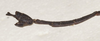 CollectionObject 1560837; 1736b3c7-e8d3-42a9-8f7d-0939114f788e: copyright St. Petersburg. Paraphasma marginale male: end of abdomen, lateral view (paralectotype). (CollectionObject).
