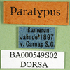 CollectionObject 1502803; d35ad958-f308-4db3-bc50-ef59fffb69fc: labels (syntype of Serpusia deminuta). (CollectionObject).
