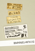 Ancaudellia hamifera (Hanitsch, 1930): Copyright Natural History Museum, London. Labels from non-type (adult female) in BM(NH). (Otu).