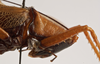 Amacroxiphus nigrifrons (Dohrn, 1905): male pronotum lateral (syntype). (Otu).