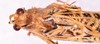 CollectionObject 1544716; 2fc0c8d5-e45b-4372-9102-30d884184b6b: male, head and pronotum dorsal view (holotype). (CollectionObject).