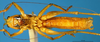 CollectionObject 1505273; 4e76279b-50fe-42ca-9551-cedc86a8c3cc: male ventral view (holotype). (CollectionObject).