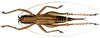 female (Parasubria ziczac). Depicts Parasubria vittipes (Redtenbacher, 1891), an Otu.