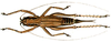 Parasubria vittipes (Redtenbacher, 1891): female (Parasubria ziczac). (Otu).