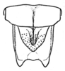 CollectionObject 1520616; c0b659f5-7094-472b-a910-23758aa00595: Fig. 5. male terminal tergite, supra-anal plate and subgenital plate, dorsal view. (CollectionObject).;CollectionObject 1520617; a77cab77-2eb9-457b-a282-b3856b1bffcb: Fig. 5. male terminal tergite, supra-anal plate and subgenital plate, dorsal view. (CollectionObject).