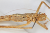CollectionObject 1505902; dc81cfb3-7470-4947-9e55-0cfebf6205ae: female, ventral view (holotype). (CollectionObject).