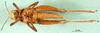 CollectionObject 1502637; 8233817a-52f1-440b-819d-b1aa31dcf777: female, ventral view (syntype). (CollectionObject).