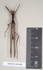 CollectionObject 1560624; 23d9c245-7722-4fab-8cdd-4135ed35bea9: copyright Natural History Museum, London. female (syntype). (CollectionObject).;CollectionObject 1560625; 00609d64-931d-423a-968c-a8c5c1039d7a: copyright Natural History Museum, London. female (syntype). (CollectionObject).