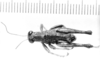 CollectionObject 1524798; a621b03f-e678-487d-b696-b31d377b2ed9: male, dorsal view (lectotype). (CollectionObject).