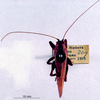 CollectionObject 1503290; MBBJ 3224872, 9ebeaf83-c7e1-4c83-951b-5ef4066babae: female, dorsal view. (CollectionObject).