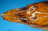 CollectionObject 1521449; cdb4f10a-c247-4ca9-b937-3c2f7533b4ff: female abdomen tip, ventral view (allotype). (CollectionObject).