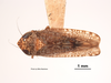 Habitus, dorsal view on Aligia colei Van Duzee, 1925: (Observation).