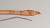 CollectionObject 1557825; 87f9a19e-e234-4e6b-b475-4fa501d1a9d7: copyright Natural History Museum, London. male: end of abdomen, dorsal view of Chondrostethus woodfordi (syntype). (CollectionObject).;CollectionObject 1557826; 50d4ed4c-0940-4f37-b3fe-450e20f5d380: copyright Natural History Museum, London. male: end of abdomen, dorsal view of Chondrostethus woodfordi (syntype). (CollectionObject).