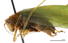 CollectionObject 1578264; 0590b300-6e1a-4c48-b1d4-ef5fde9e7939: male, lateral view (paratype). (CollectionObject).