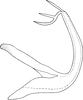 Aedeagus, lateral view on Edwardsiana ampliata (Wagner, 1947): Aedeagus, lateral view (Poland). (Observation).