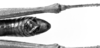 CollectionObject 1538325; aabbef28-c045-450b-9664-83088bbf36f4: male abdomen tip, dorsal view (holotype). (CollectionObject).