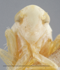Head: !! display not done !! on Alnetoidia (Alnetoidia) alneti (Dahlbom, 1850): Head. (Observation).