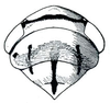 Head: Athysanus argentarius, head, pronotum, and mesonotum, dorsally. (Observation).