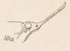 Head on Dictyopharoides tenuirostris Fowler, 1900: (Observation).