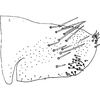 Pygofer, lateral view: !! display not done !! on Allygus mixtus (Fabricius, 1794): Pygofer, lateral view. (Observation).