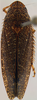 Habitus, dorsal view: !! display not done !! on Acuera (Acuera) adspersa (Stål, 1854): Male specimen [DZUP]: habitus, dorsal view. (Observation).