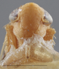 Head on Amblysellus acuerus DeLong & Hamilton, 1974: (Observation).