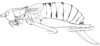Brachyteleutias bilineatus (Rehn, 1913): original drawing XII 2003 (after holotype). female (body length 24-25 mm + 9-10 mm ovipositor). (Otu).