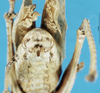 CollectionObject 1506947; 184706f8-5625-4a34-8cb2-7c0d0efa0ebe: male abdominal apex (syntype). (CollectionObject).