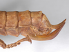 Theramenes exiguus Hennemann & Conle, 2003: copyright F. Hennemann. female: end of abdomen, lateral view (paratype). (Otu).