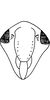 Head: !! display not done !! on Thaia (Thaia) assamensis (Mahmood, 1967): Face. (Observation).