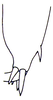 Comicus capensis Brunner von Wattenwyl, 1888: Fig. 20. distal left mesotibia, inner view. (Otu).