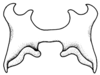 Leiotettix politus Rehn, 1913: Fig. 50. epiphallus, dorsal view. (Otu).