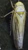 Habitus, dorsal view on Eupteryx (Eupteryx) artemisiae (Kirschbaum, 1868): Habitus (male). (Observation).