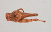 CollectionObject 1518584; bcc37376-7ef6-4226-9606-b9ba01f16caa, NHMUK015982108: female, dorsal view (holotype). (CollectionObject).