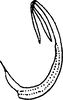 Aedeagus, lateral view on Colladonus mendicus (Ball, 1902): lectotype. (Observation).