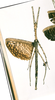 CollectionObject 1557413; 898e0997-1517-4845-a32e-12bc39f58c99: copyright NHRS, Stockholm. female of synonym Palophus titan (holotype). (CollectionObject).