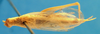 CollectionObject 1505382; 476e9009-dda7-4315-94b7-afb4882f0c09: male, dorsal view (syntype of Oecanthus parvulus). (CollectionObject).