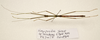 CollectionObject 1595880; a859b8d9-03bc-4d48-bff7-2e3d1da185ba: copyright UKM Bangi. male, dorsal view (paratype). (CollectionObject).