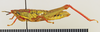 CollectionObject 1518465; be450e55-4ae2-4af0-a0f8-682a5481365c: female, lateral view (holotype). (CollectionObject).