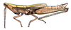 Achurum minimipenne Caudell, 1904: male (Tamaulipas). (Otu).