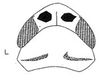 Head: !! display not done !! on Copididonus Linnavuori, 1954: head, dorsally. (Observation).