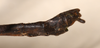 CollectionObject 1560597; fab6d130-aa08-4e22-84f4-e61b5efd3ef2: copyright OUMNH. male: end of abdomen, lateral view of Phasma (Necroscia) filum (holotype). (CollectionObject).