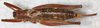 CollectionObject 1531822; NMW 21116, 86c7efad-0b94-449f-a4cc-89be987e1d0b: female, dorsal view (holotype). (CollectionObject).