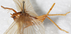 CollectionObject 1531283; 686a8d1e-bbd5-448a-9cef-03c5d533e458: female, dorso-lateral view (holotype). (CollectionObject).