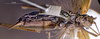 CollectionObject 1529742; a22641c3-3f9a-42f4-a003-9a1002a6bccd: female, ventral view (syntype). (CollectionObject).