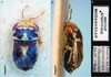 CollectionObject 1863227; 3d548fba-bab4-4c63-9c9b-67cdafd40a92: *Geocoris (Piocoris) petofii* sp. n. (holotype, female, MNHN): 1 = dorsal habitus, 2 = lateral view, 3 = labels. Scale bar = 0.5 mm for Figs 1 and 2, Fig. 3 not to scale. (CollectionObject).