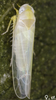 Habitus, dorsal view on Edwardsiana spinigera (Edwards, 1924): Habitus (female). (Observation).