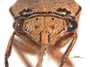Head: !! display not done !! on Xantholobus nigrocinctus (Van Duzee, 1908): (Observation).